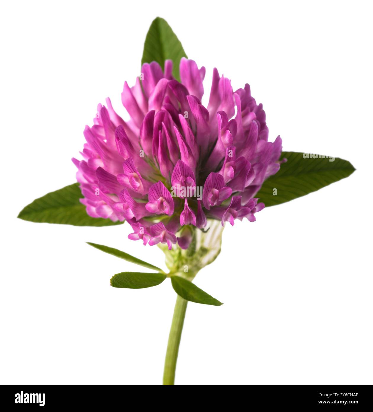 Fleur de trèfle fraîche isolée sur fond blanc Banque D'Images