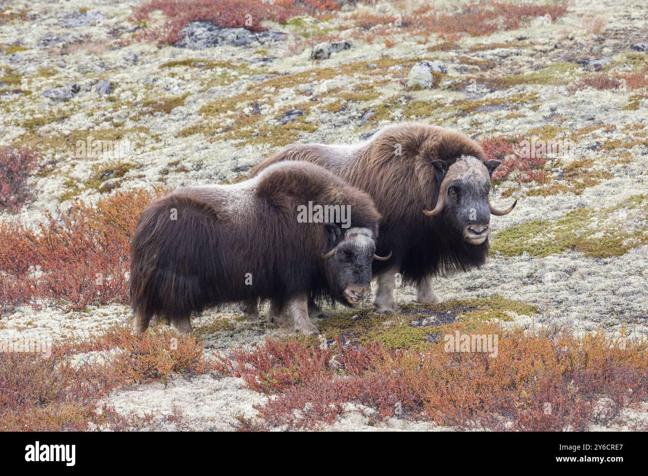 Boeuf musqué (Ovibus moschatus). Couple pendant ornière en automne. Dovre Fjaell, parc national de Sunndalsfjella, Norvège Banque D'Images