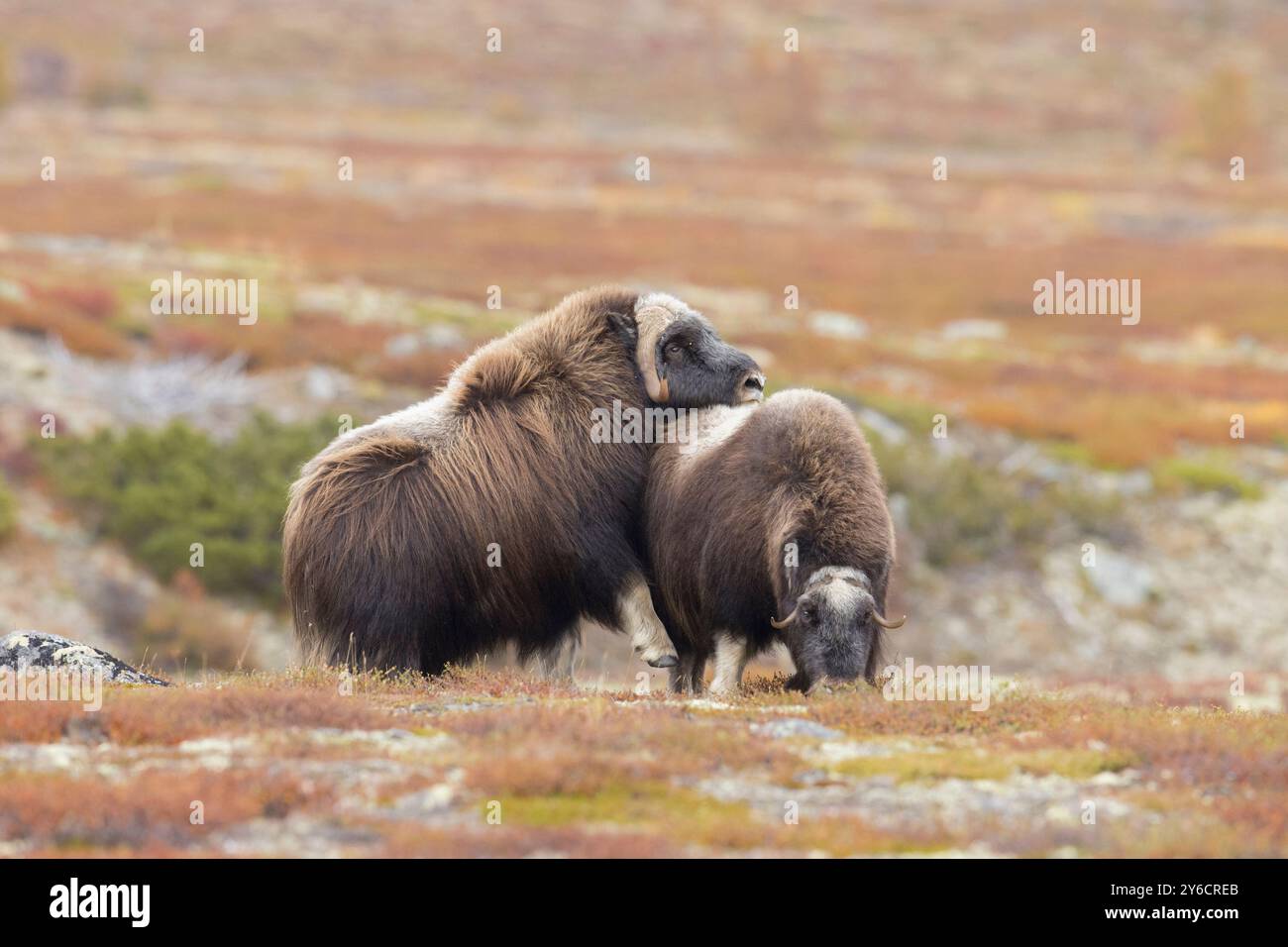Boeuf musqué (Ovibus moschatus). Taureau courtisant vache pendant l'ornière en automne. Dovre Fjaell, parc national de Sunndalsfjella, Norvège Banque D'Images
