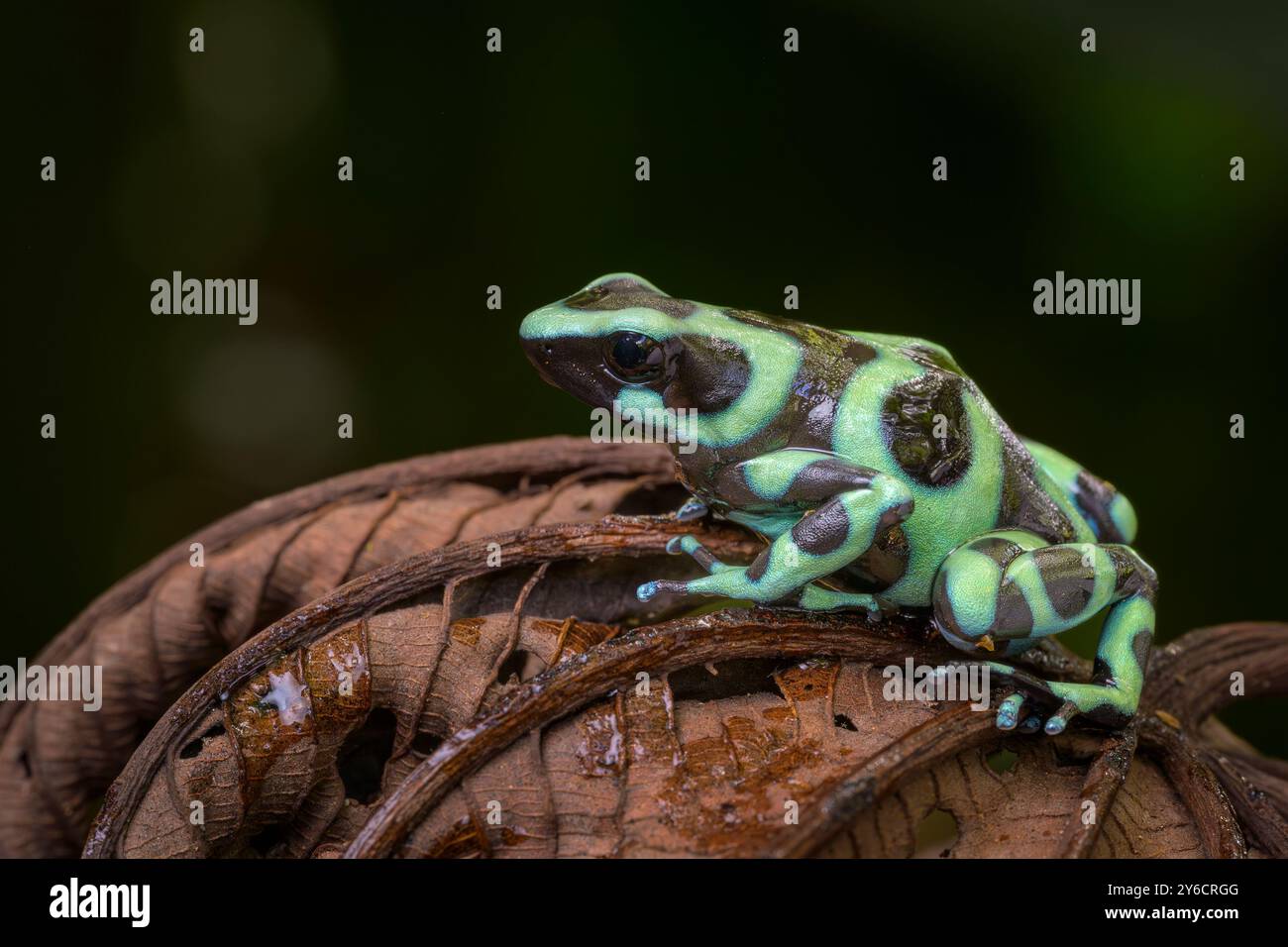 Grenouille verte et noire (Dendrobates auratus) sur une feuille, Costa Rica. Banque D'Images