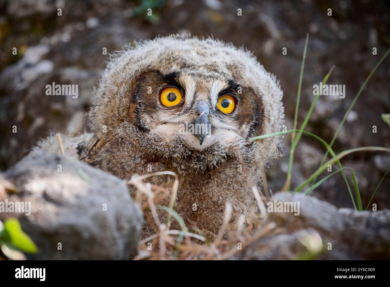 Hibou de l'aigle européen (Bubo Bubo). Portrait d'un Owlet. Allemagne Banque D'Images