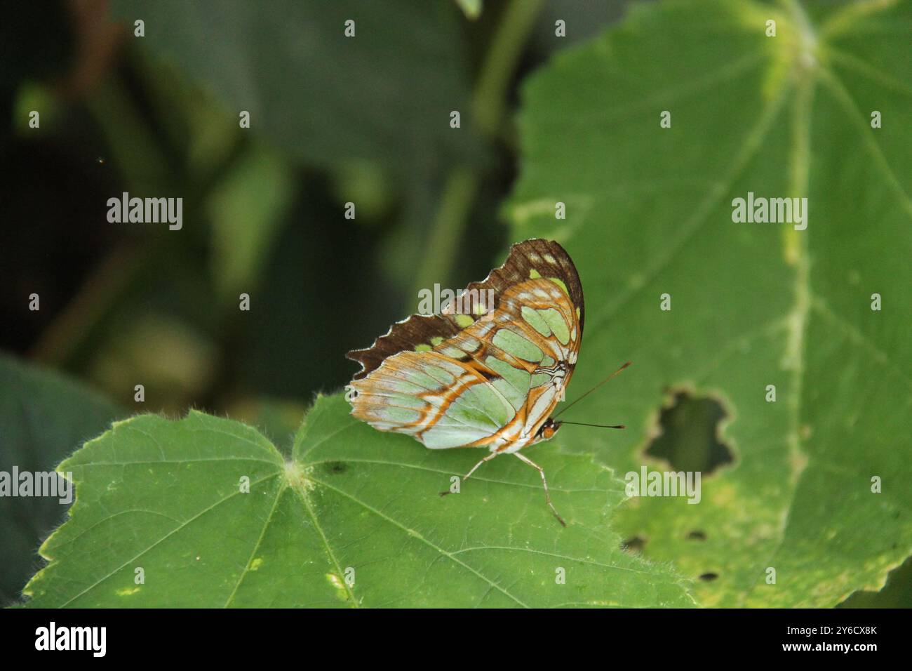 Un papillon tropical vert et brun sur une feuille de plante verte. Banque D'Images