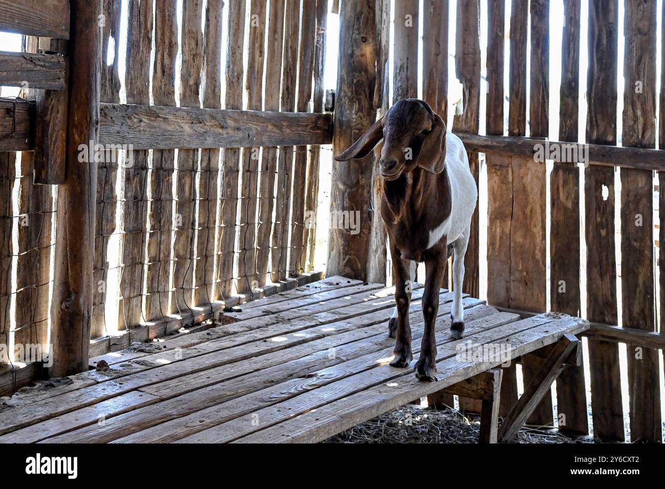 Une chèvre du marché croisée Boer (Capra hircus) dans un enclos surélevé sur une ferme de Grand Cayman, une petite île des Caraïbes. Banque D'Images