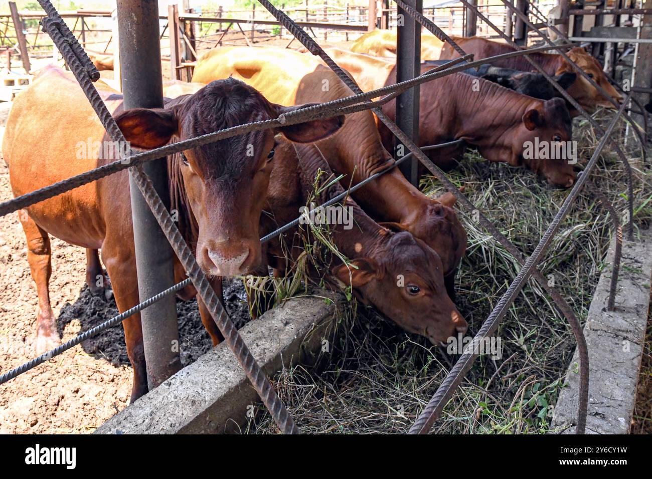 Groupe de génisses rouges jamaciennes consommant des fourrages coupés frais dans une ferme bovine à Grand Cayman, une petite île des Caraïbes. Banque D'Images
