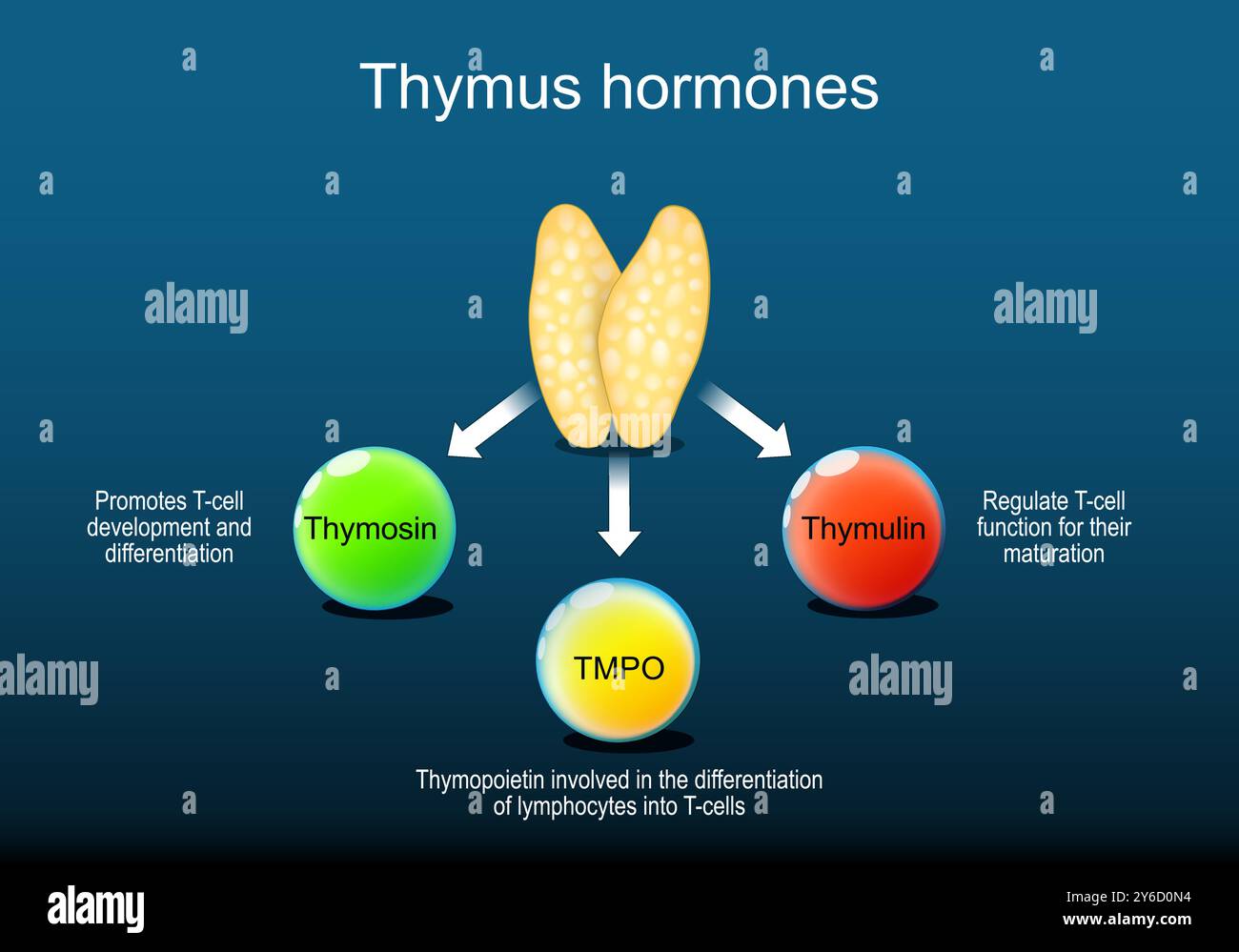 Hormones du thymus. Thymus comme partie d'un système endocrinien humain pour la régulation du système immunitaire. Gros plan d'un organe lymphoïde. Thymosine favorise le sang blanc Illustration de Vecteur