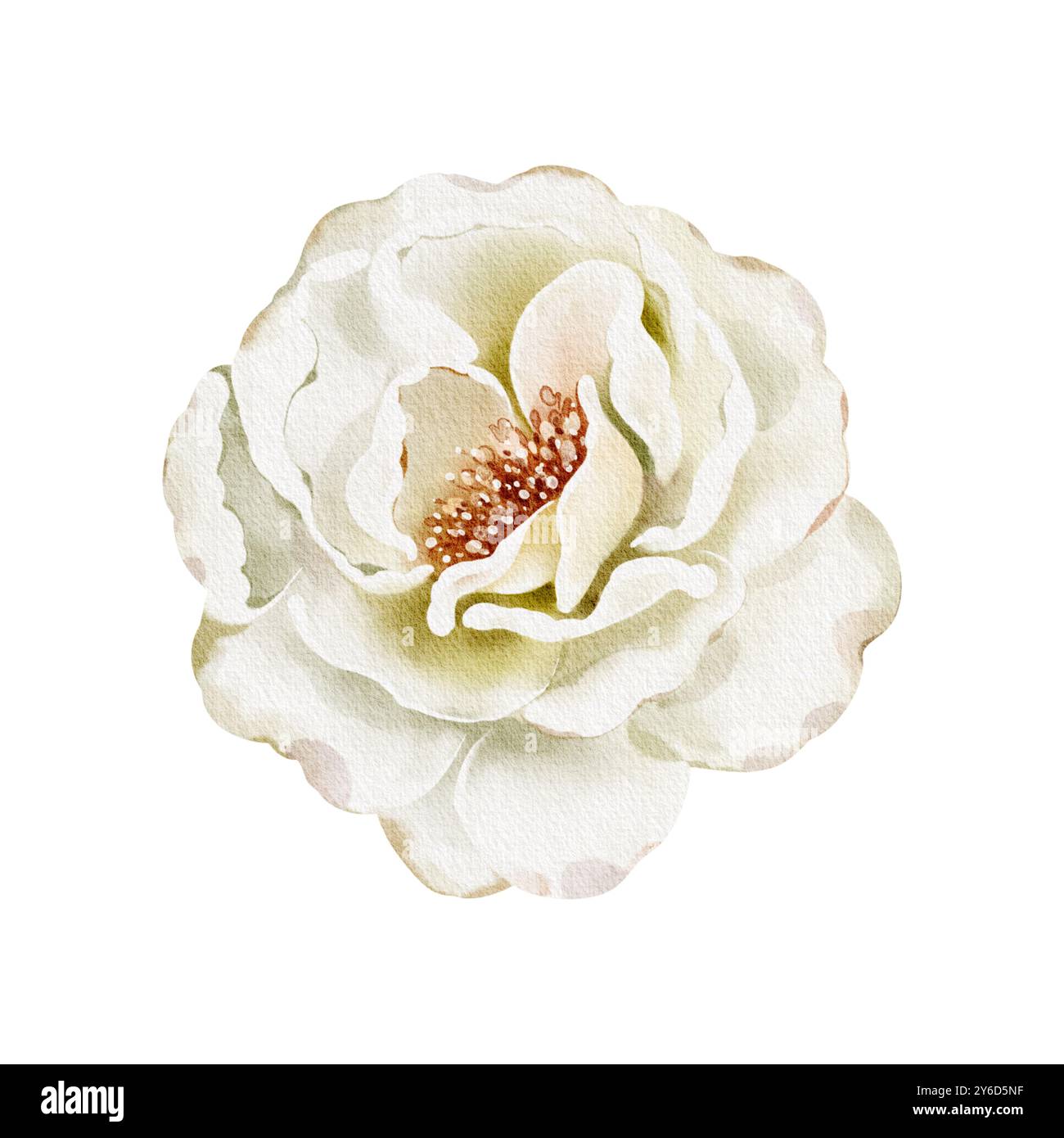 Illustration de l'aquarelle de fleur blanche. Dessin de bourgeon floral de pivoine ou Rose pour les cartes d'invitations d'anniversaire de bébé ou invitation de mariage. Elément botanique Banque D'Images