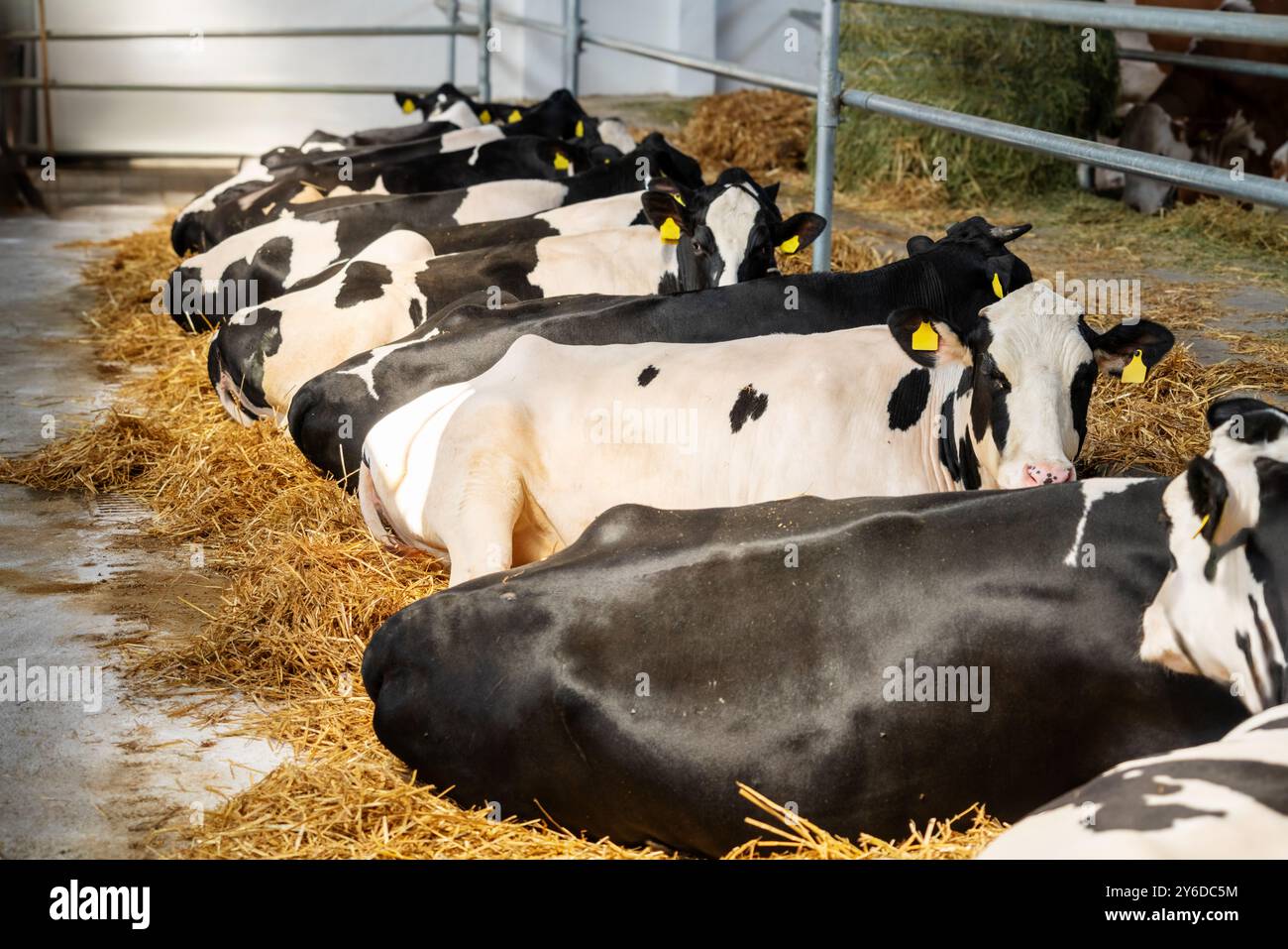 Vaches noires et blanches se reposant dans un paddock sur une ferme laitière. Banque D'Images