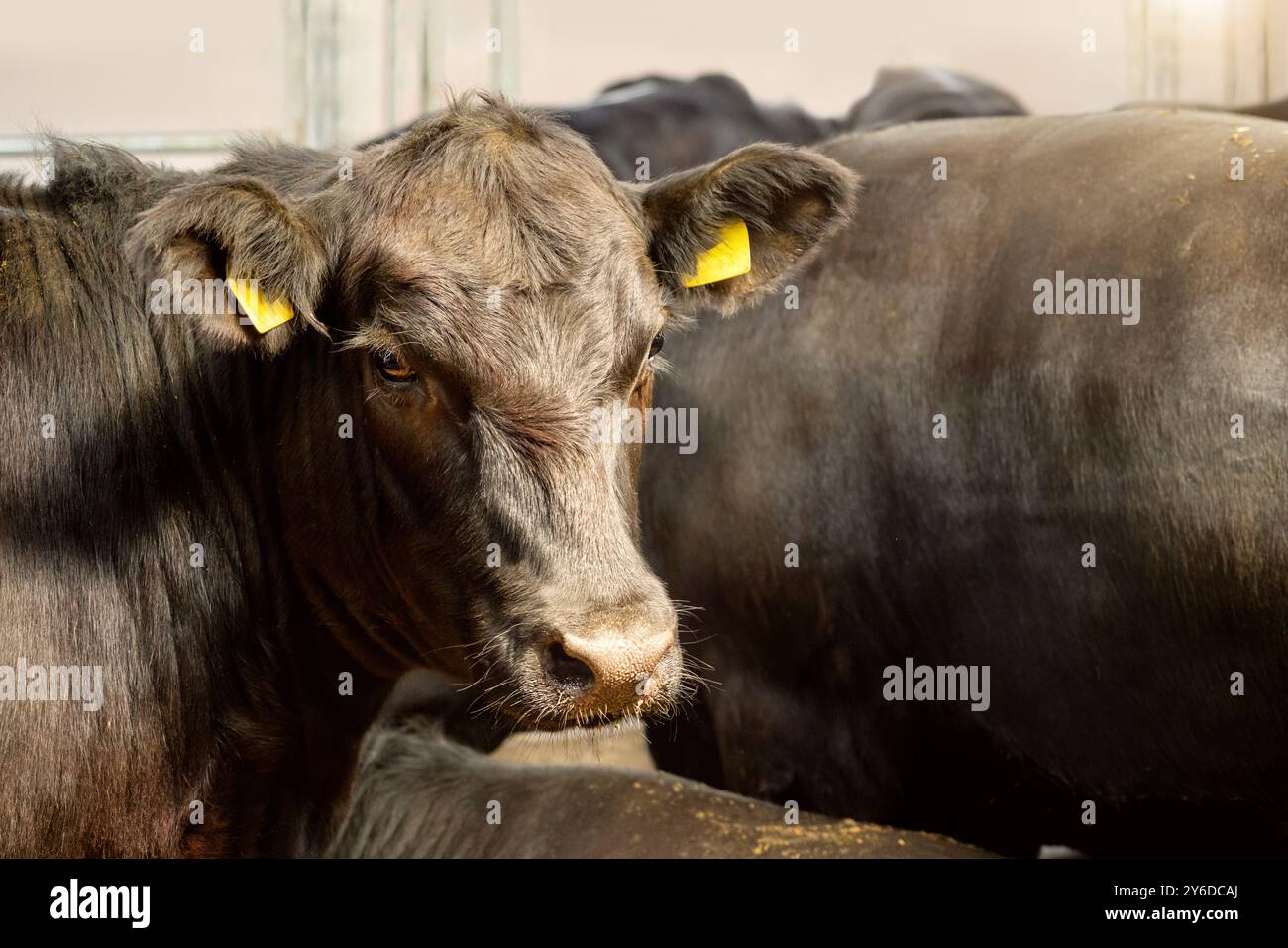 Portrait d'une vache Angus noire dans une ferme d'élevage. Banque D'Images