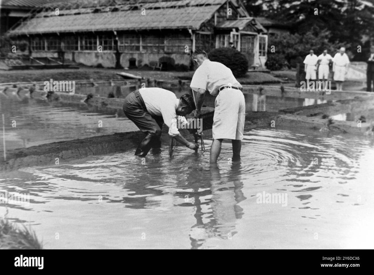 L'IMPÉRATRICE HIROHITO PLANTE DU RIZ DANS LES RIZIÈRES DE TOKYO ; 5 JUIN 1963 Banque D'Images