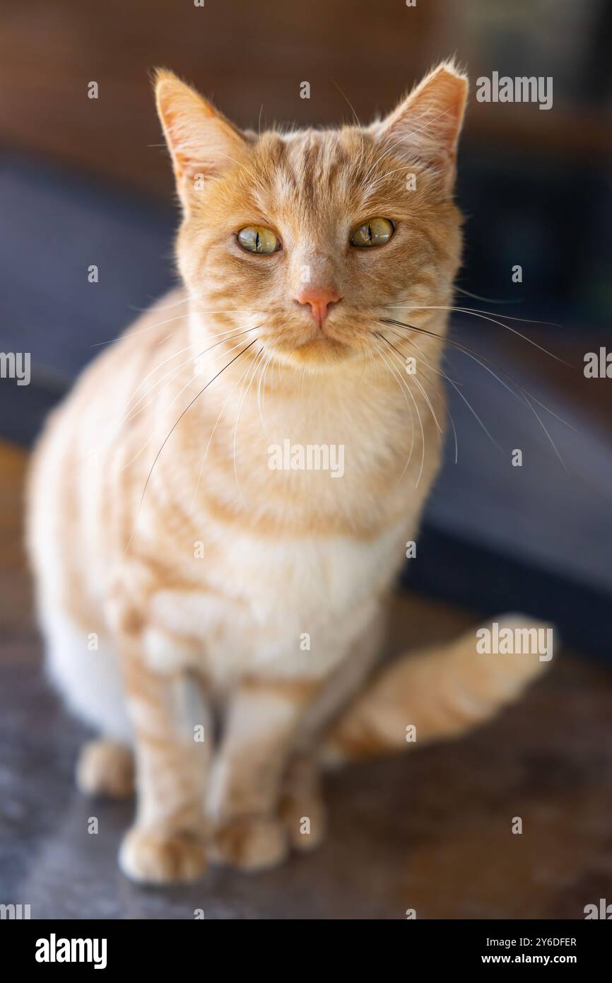 Portrait d'un chat orange et blanc rayé à L.A.C. Langebaan animal Care—curiosité et caractère dans chaque rayure Banque D'Images
