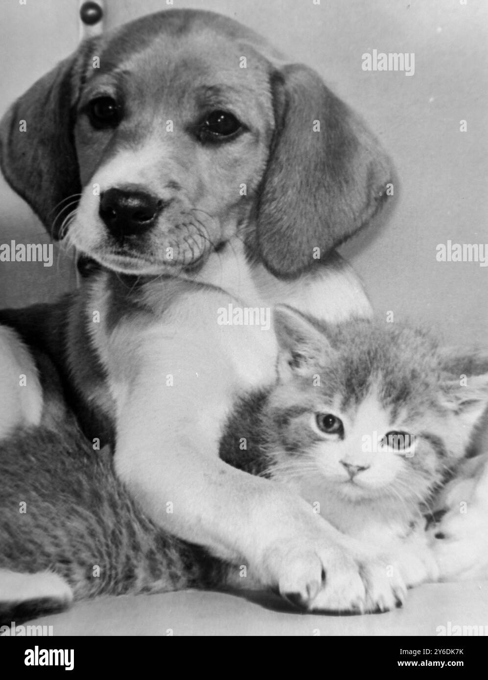 PORTRAIT DE FRENDSHIP - CHAT AVEC UN CHIEN ; 1ER MAI 1963 Banque D'Images