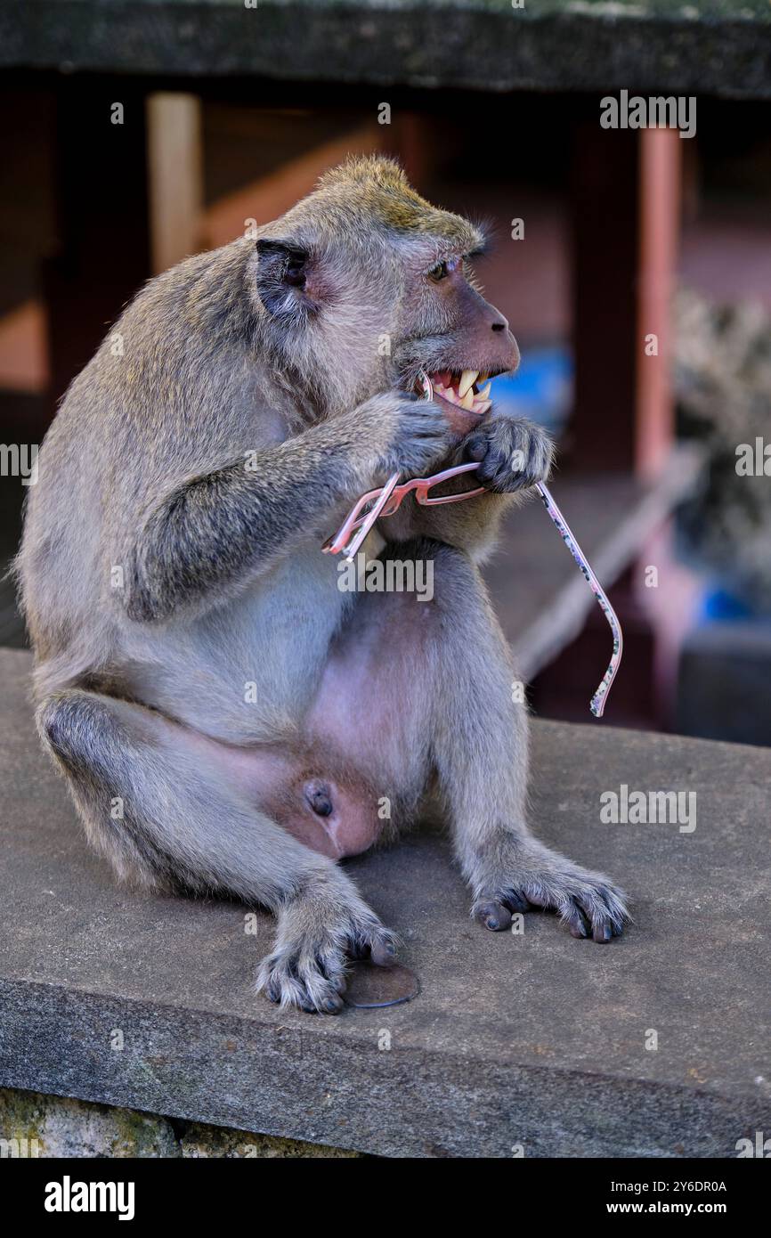 Indonésie, Bali, péninsule de Bukit, temple d'Uluwatu, lunettes de vol de singe Banque D'Images