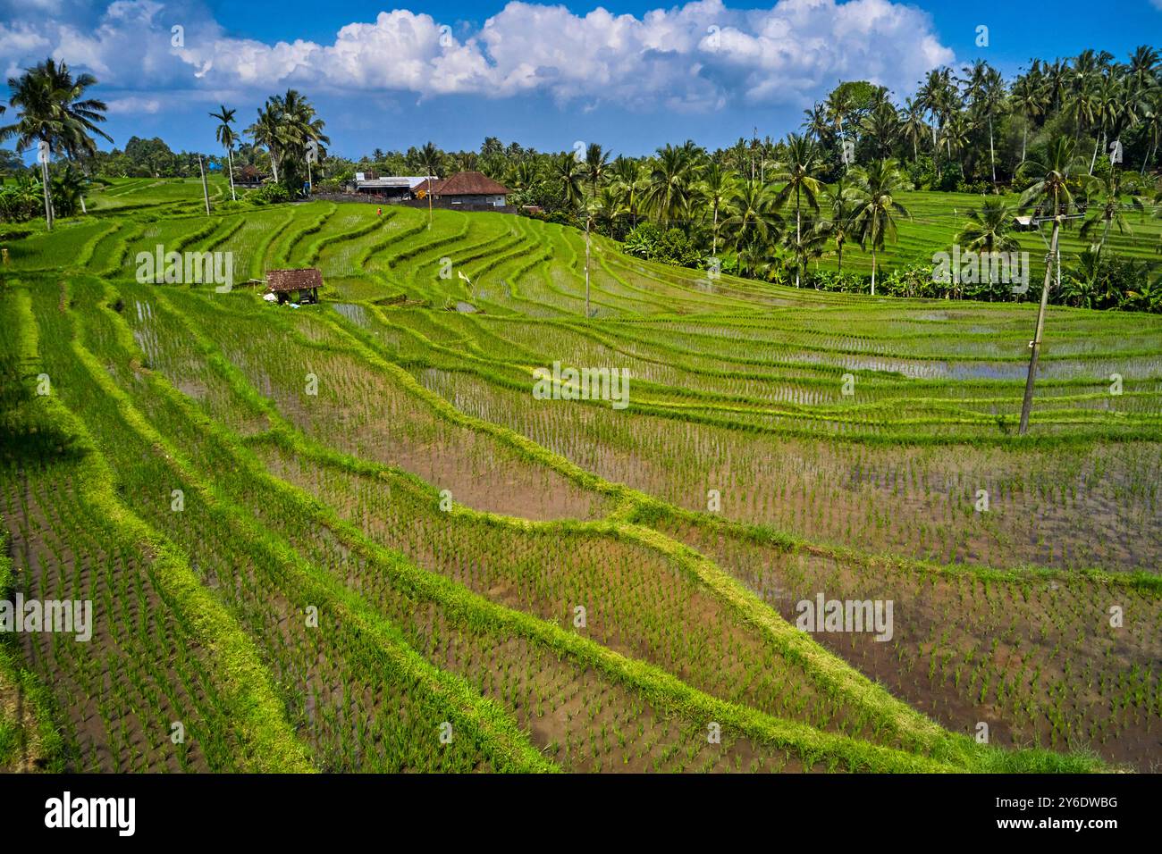 Indonésie, Bali, terrasses de riz de Jatiluwih Banque D'Images