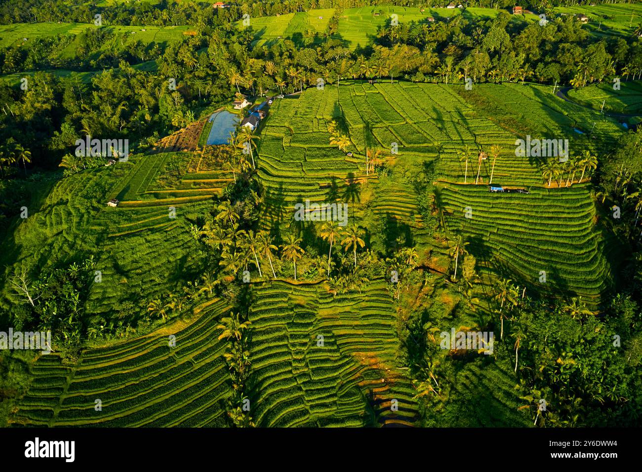 Indonésie, Bali, abral de rizières en terrasses de Jatiluwih Banque D'Images