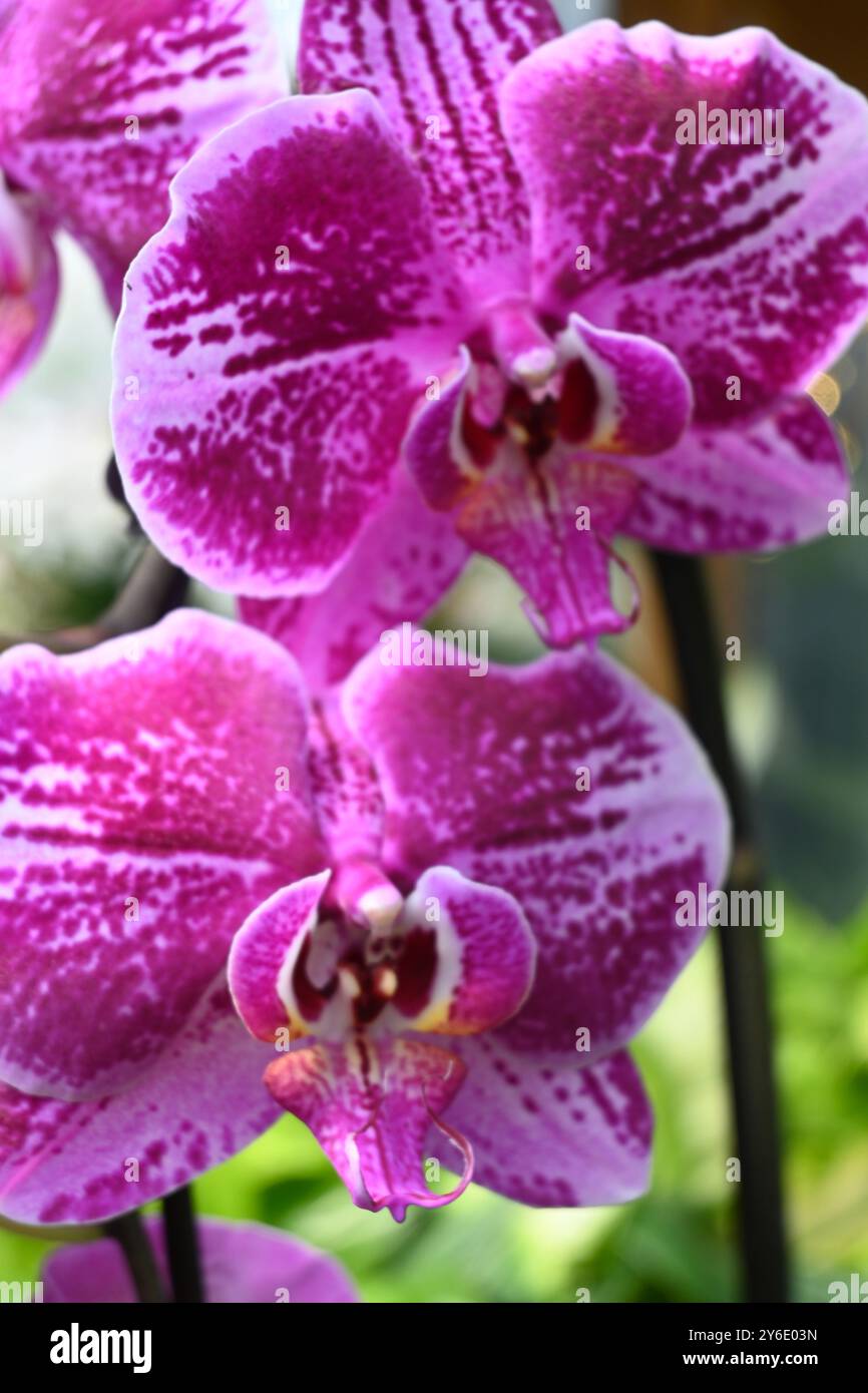 orchidée rose phalaenopsis d'aphrodite Banque D'Images