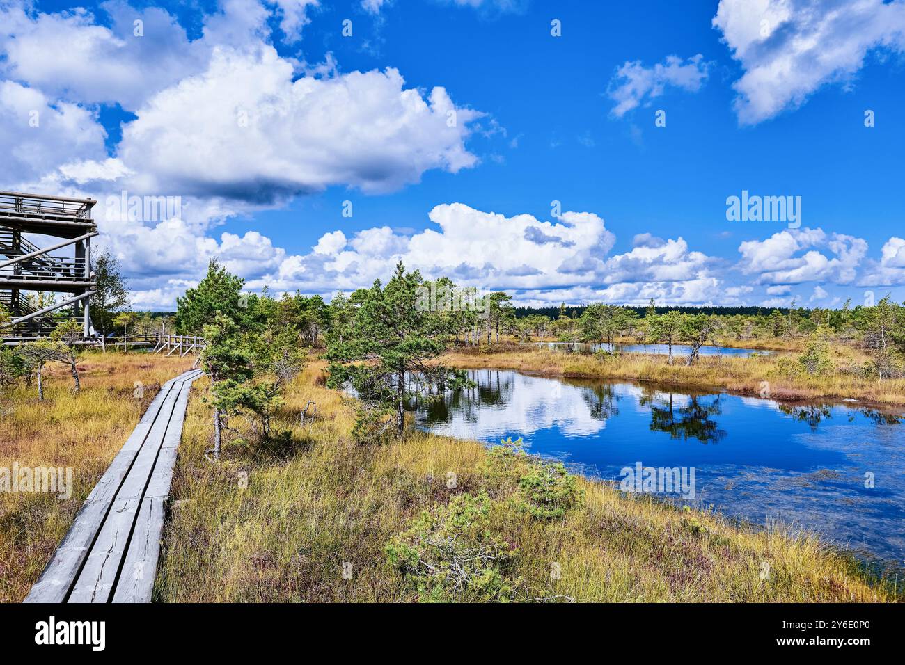 Promenade sur la tourbière surélevée en été. Parc national de Kemeri en Lettonie. Arrière-plan de la nature Banque D'Images