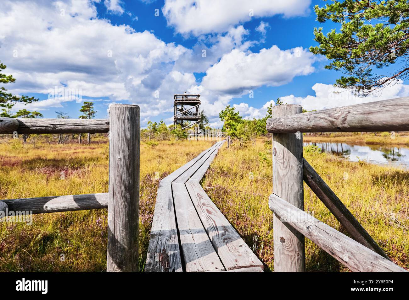 Promenade sur la tourbière surélevée. Parc national de Kemeri en Lettonie. Arrière-plan de la nature Banque D'Images