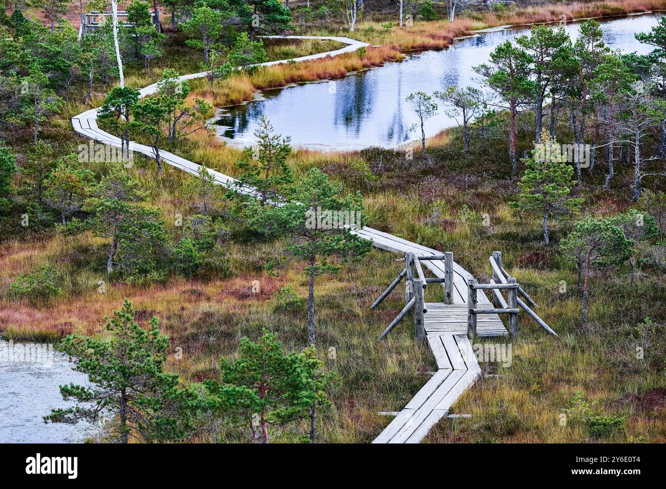 Tourbière surélevée, vue depuis la tour d'observation. Parc national de Kemeri en Lettonie. Arrière-plan de la nature Banque D'Images