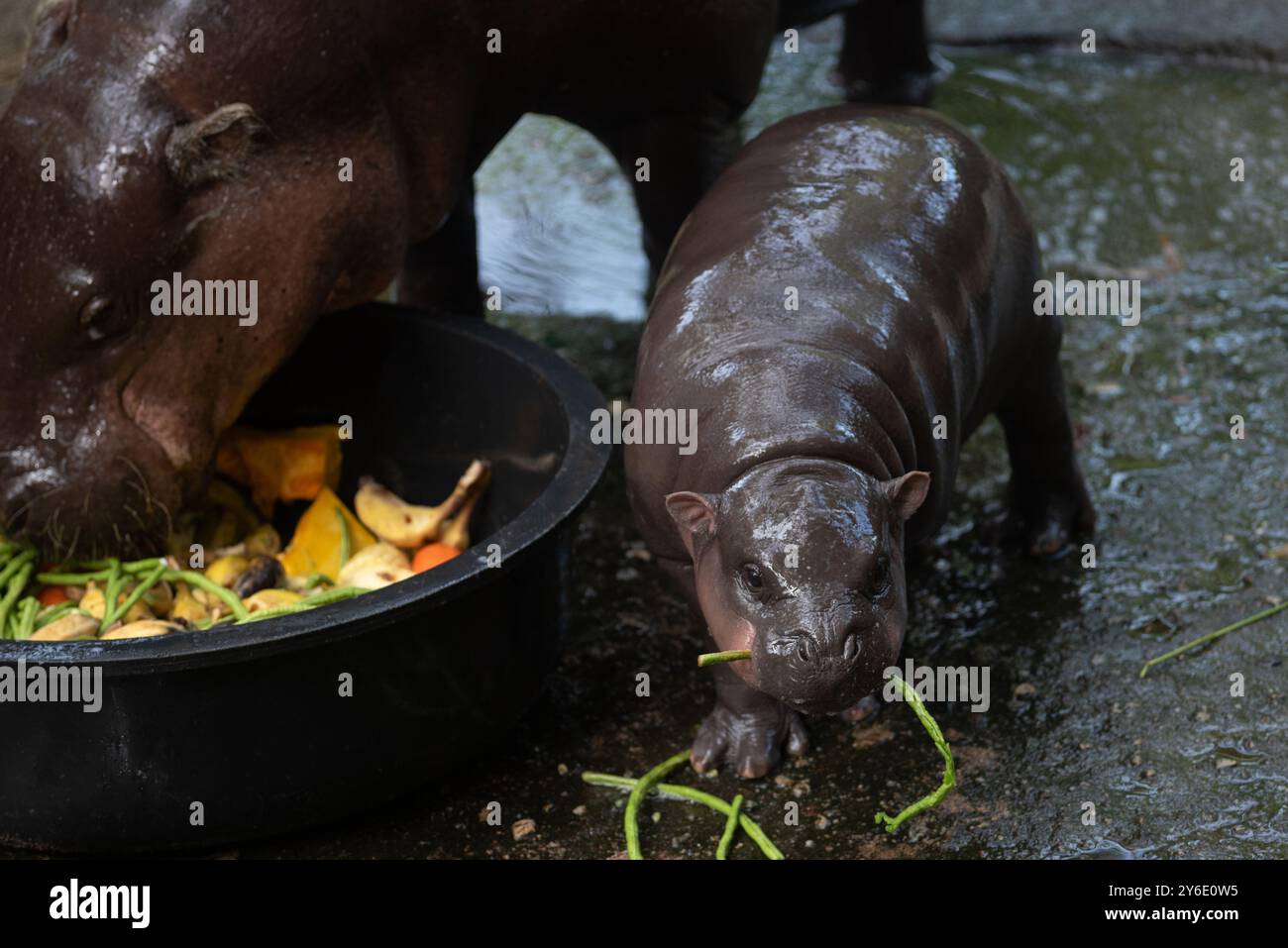 Moo Deng, une hippopotame pygmée de 2 mois, se tient à côté de sa mère Jona, au zoo ouvert de Khao Kheow, province de Chonburi, à l'est de la capitale Bangkok, le 25 septembre 2024 en Thaïlande. (Photo de Teera Noisakran/Sipa USA) crédit : Sipa USA/Alamy Live News Banque D'Images