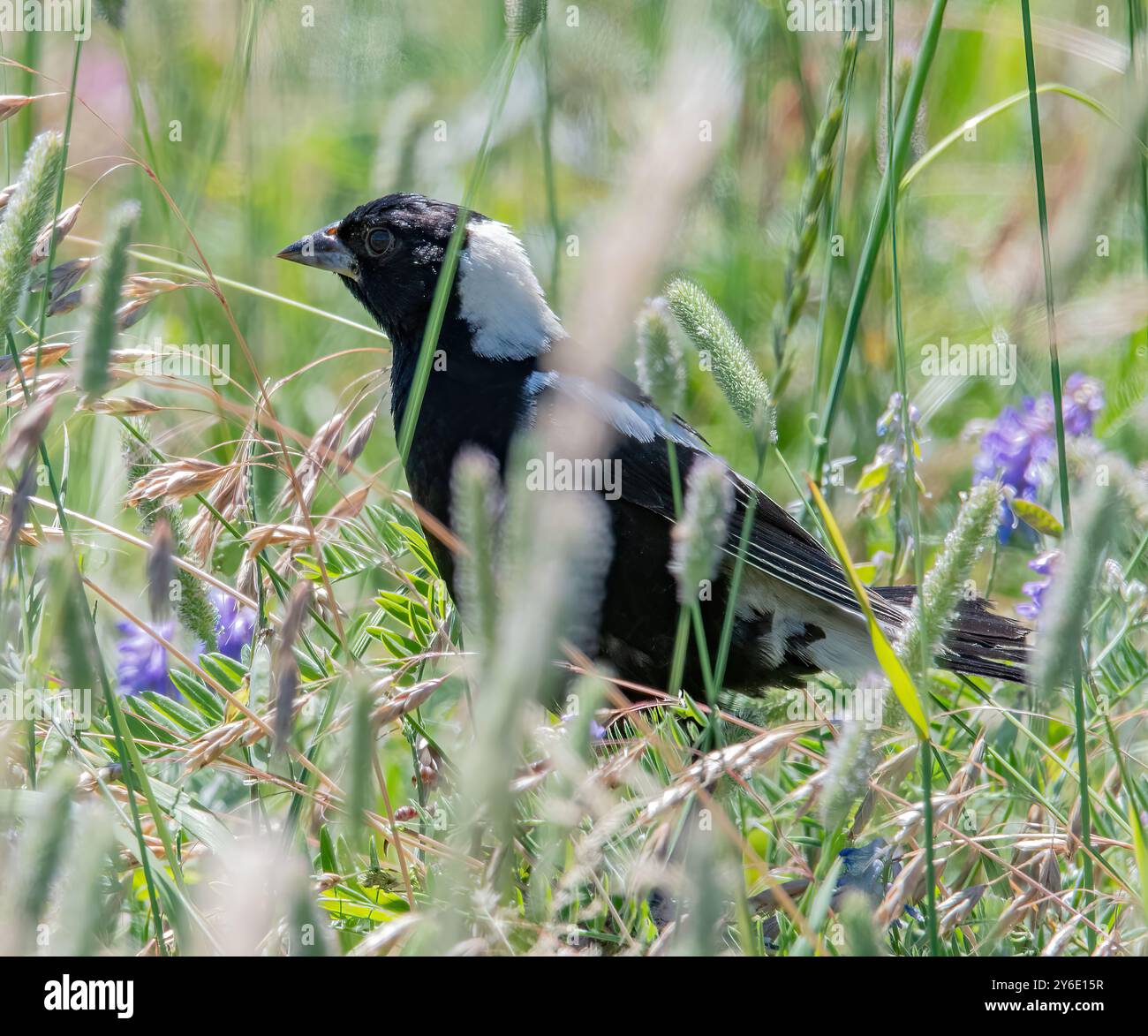Bobolink dans Daniel Webster Wildlife Sanctuary, Marshfield, Massachusetts Banque D'Images