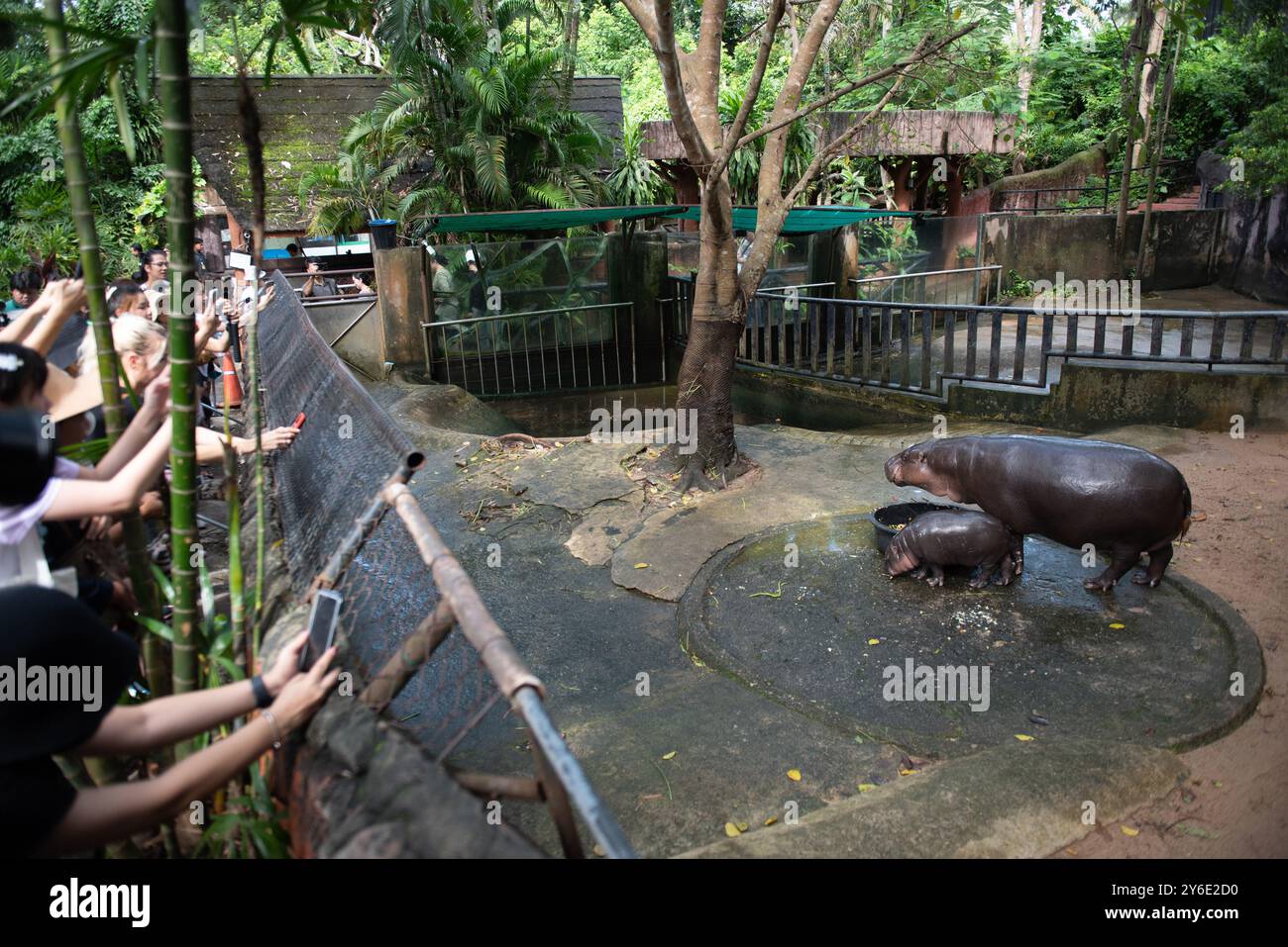 Moo Deng, une hippopotame pygmée de 2 mois, se tient à côté de sa mère Jona, au zoo ouvert de Khao Kheow, province de Chonburi, à l'est de la capitale Bangkok, le 25 septembre 2024 en Thaïlande. (Photo de Teera Noisakran/Sipa USA) crédit : Sipa USA/Alamy Live News Banque D'Images