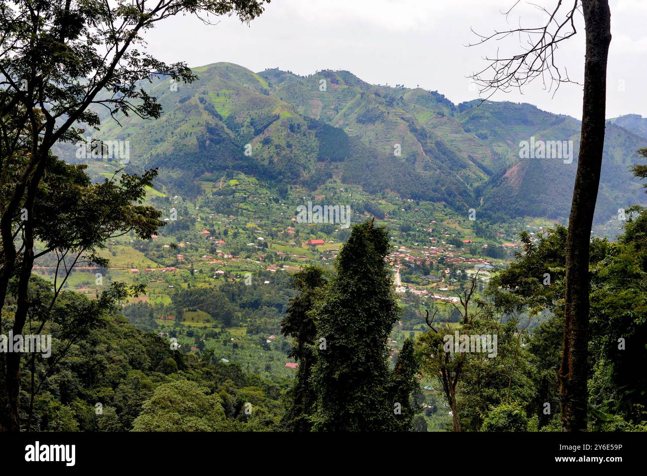 Parc national impénétrable de Bwindi Ouganda Banque D'Images