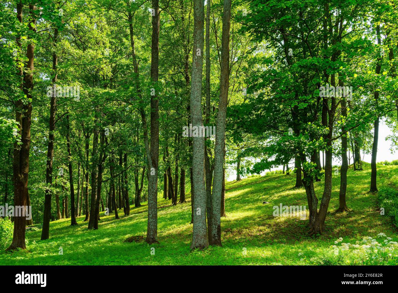 Garez-vous avec des arbres verdoyants pendant la journée en été. Banque D'Images