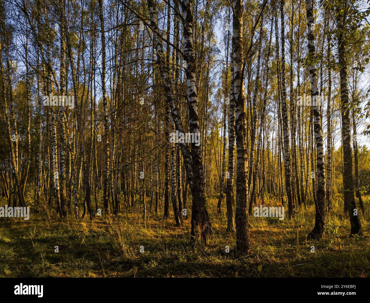 Bosquet de bouleaux avec des feuilles dorées en saison d'automne doré, illuminé par le soleil au coucher du soleil ou à l'aube. Banque D'Images