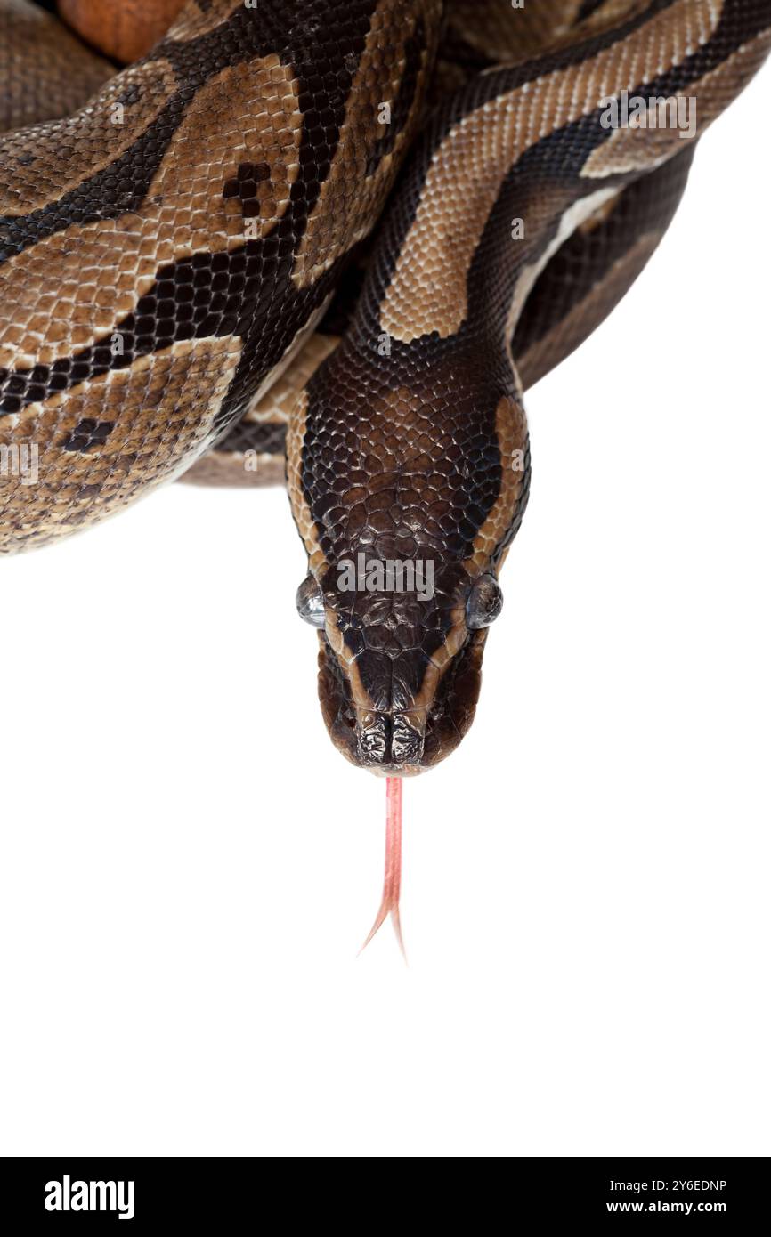 Serpent Python montrant la langue fourchue sur fond blanc Banque D'Images