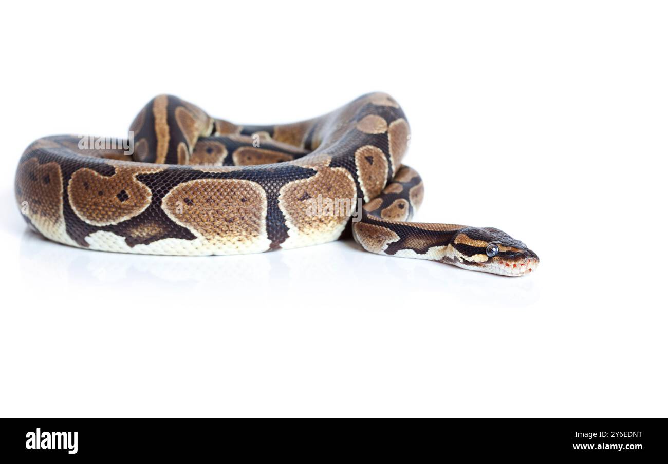 Serpent Royal Python en studio sur fond blanc Banque D'Images
