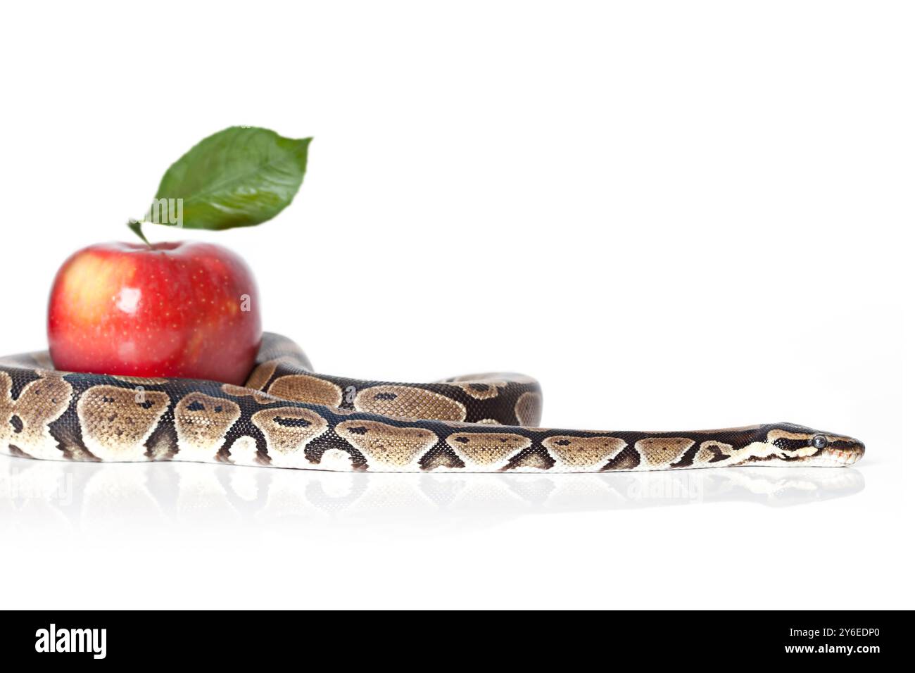 Royal Python avec pomme rouge isolé sur fond blanc Banque D'Images