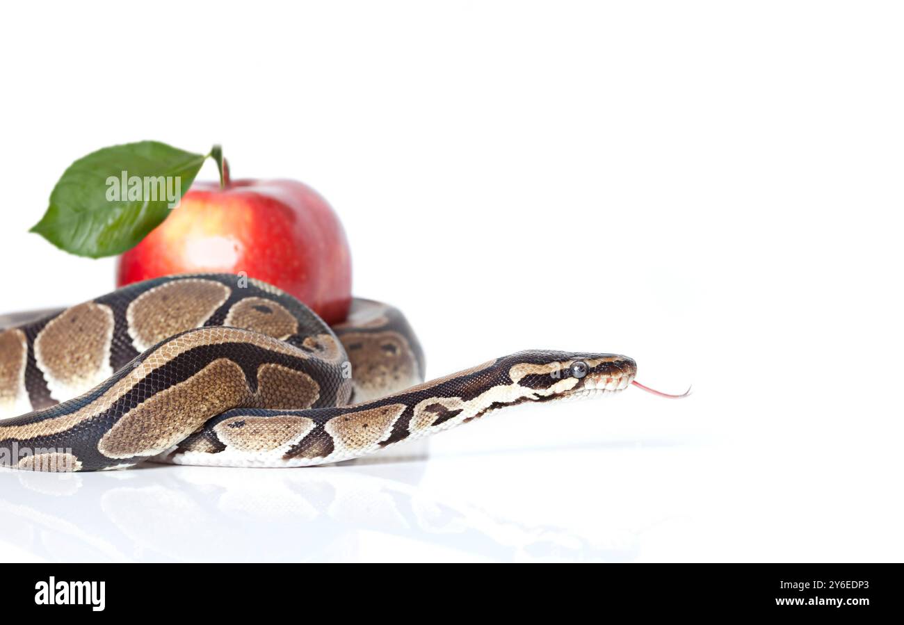 Royal Python avec pomme rouge isolé sur fond blanc Banque D'Images