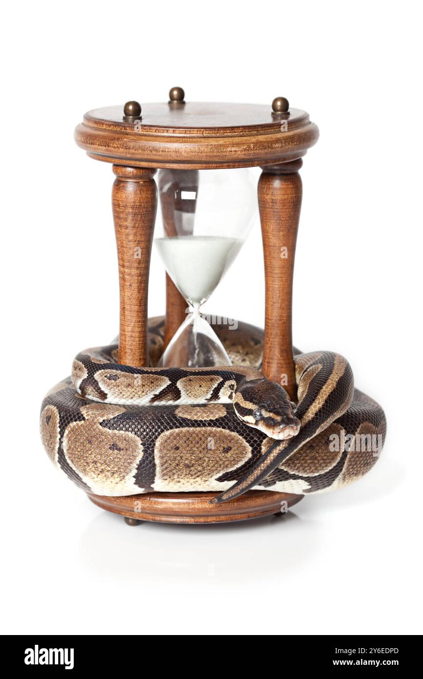 Royal Python avec sablier sur fond blanc Banque D'Images