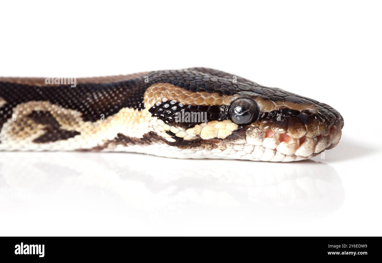 Portrait de serpent Python en gros plan sur fond blanc Banque D'Images