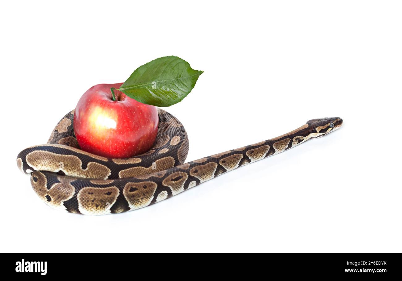 Royal Python avec pomme rouge sur fond blanc Banque D'Images