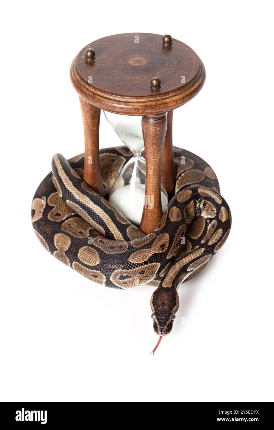 Royal Python avec sablier sur fond blanc Banque D'Images