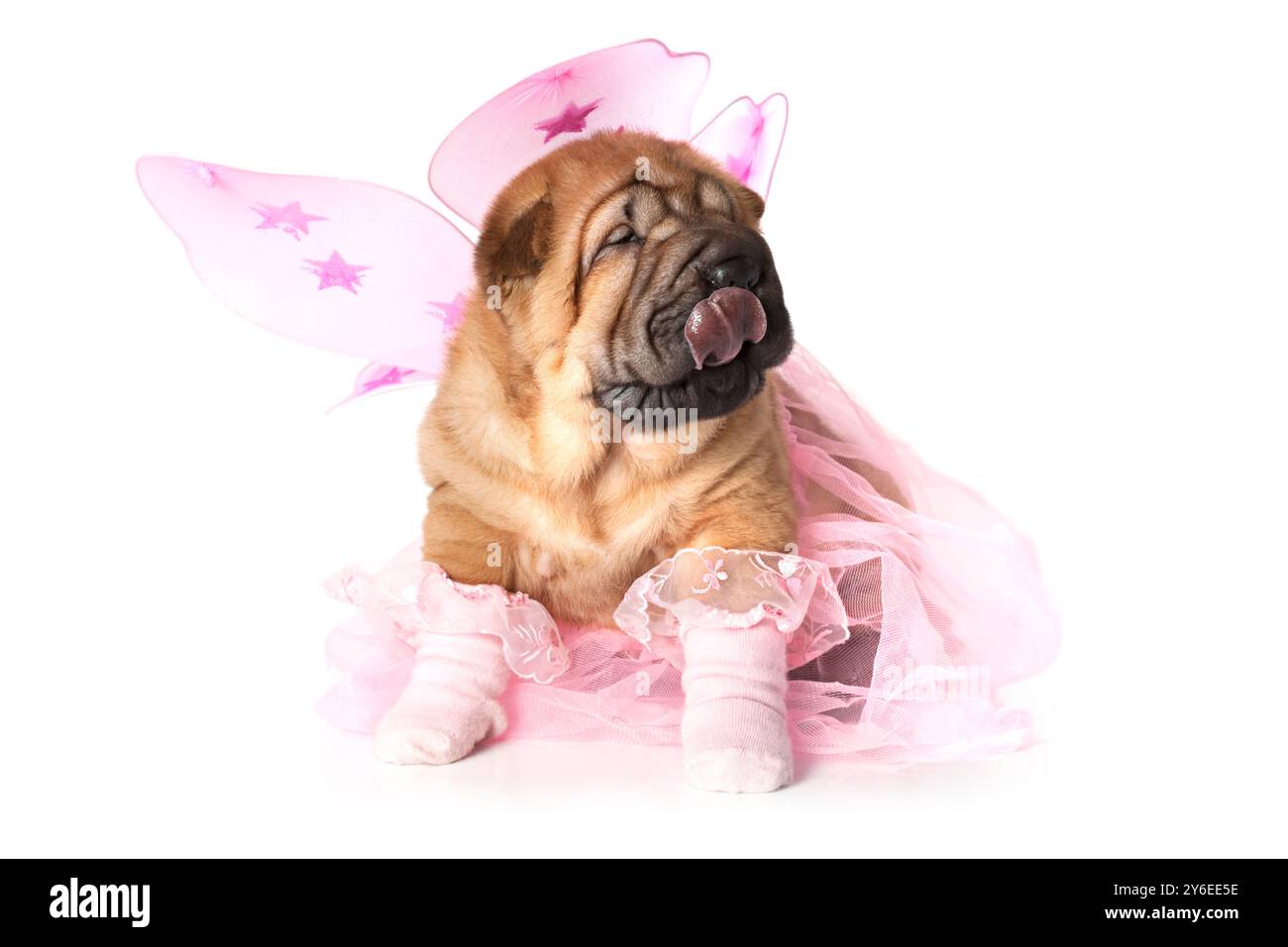 Chinois Shar-Pei Puppy habillé pour une fête Banque D'Images