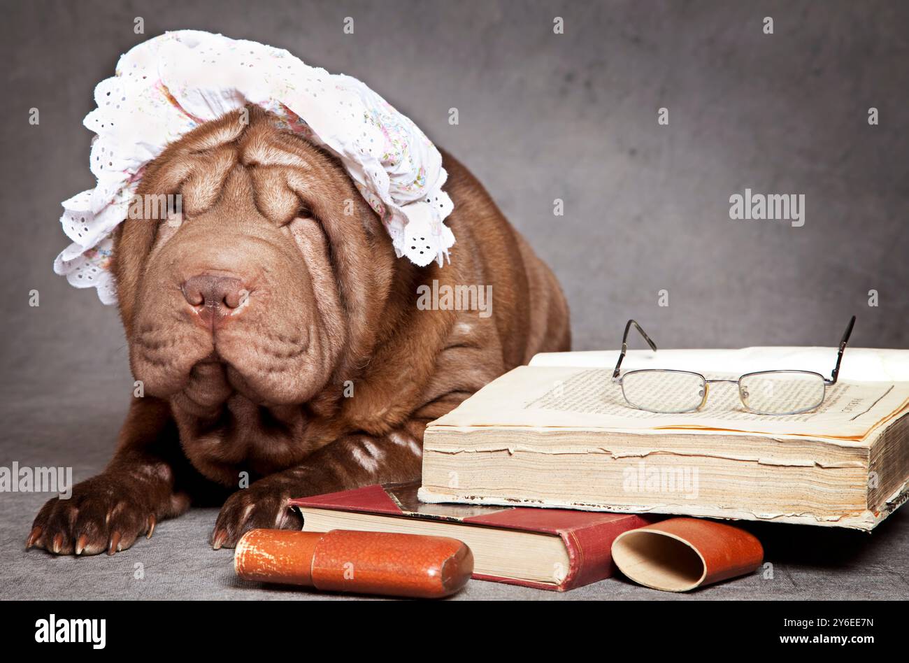 Le chien chinois Shar-Pei grand-mère lit le livre Banque D'Images