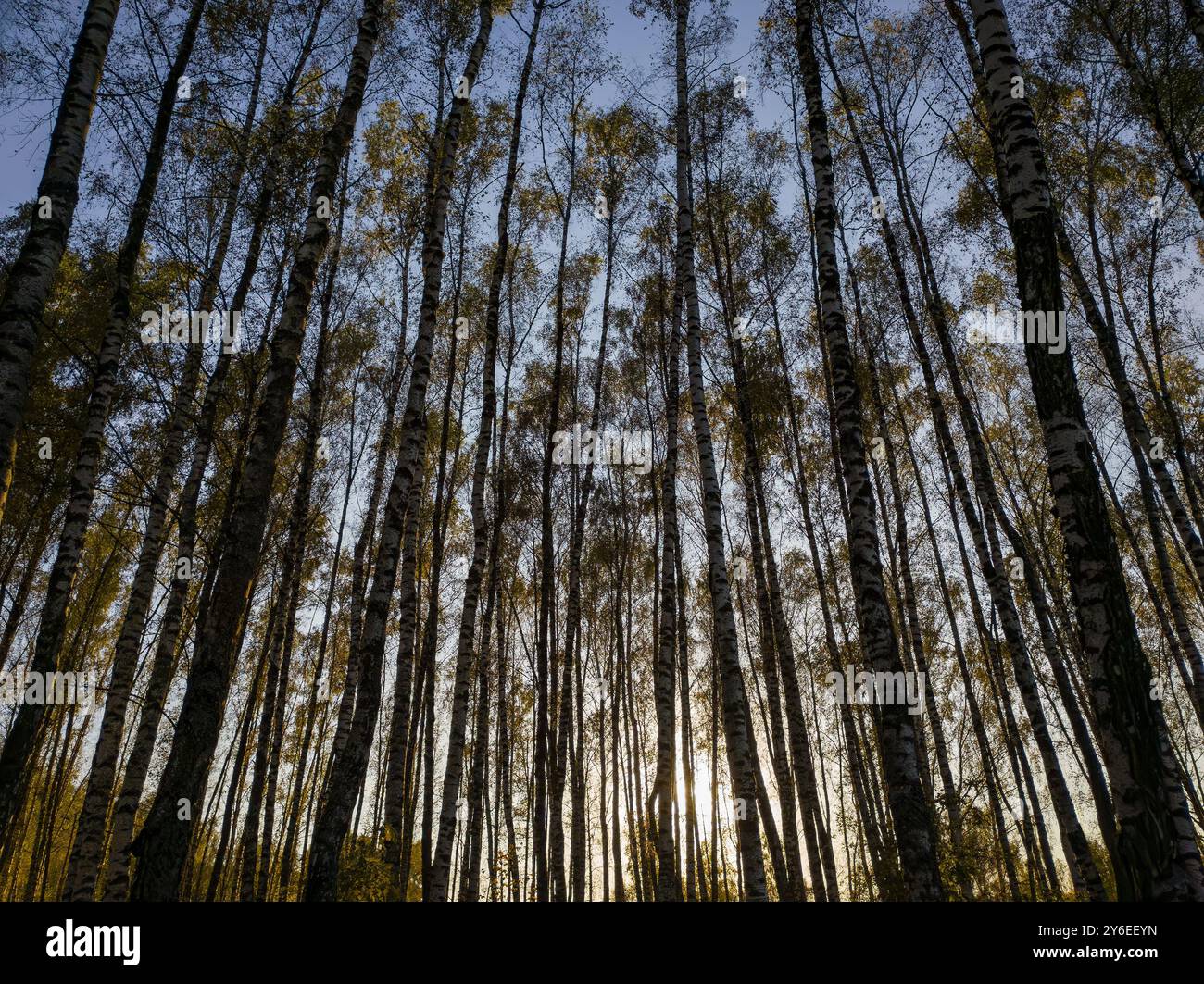 Bosquet de bouleaux avec des feuilles dorées en saison d'automne doré, illuminé par le soleil au coucher du soleil ou à l'aube. Banque D'Images