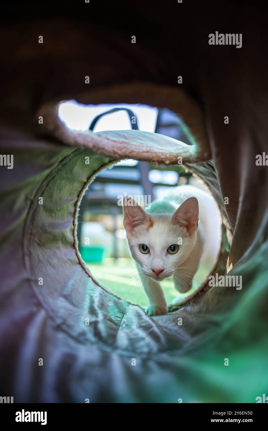 Curious Explorer—White Cat s'aventure dans le tunnel à L.A.C. Langebaan animal Care Banque D'Images