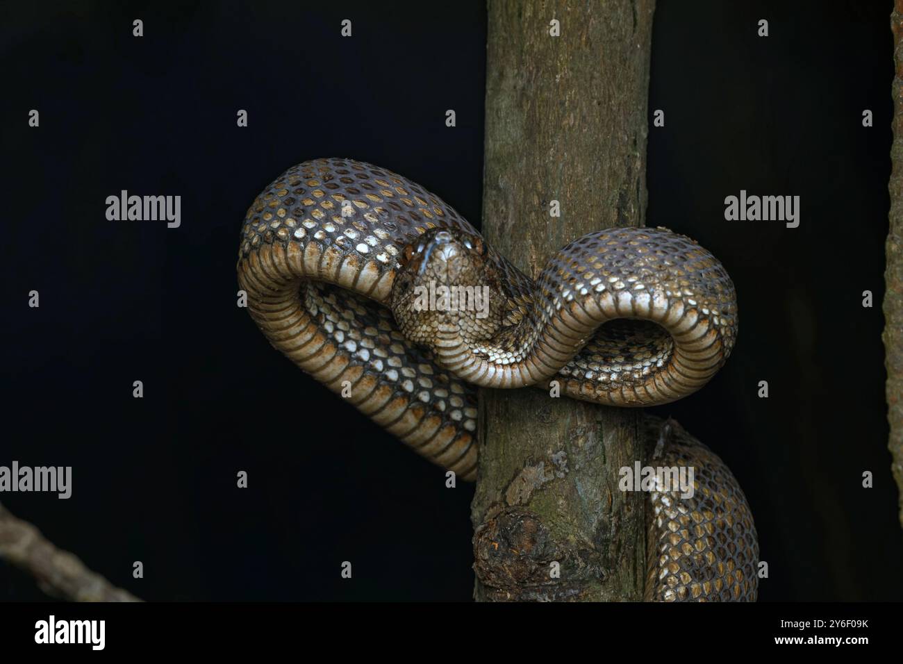 Vipère de la fosse des mangroves (Trimeresurus purpureomaculatus) dans la zone des mangroves. Banque D'Images