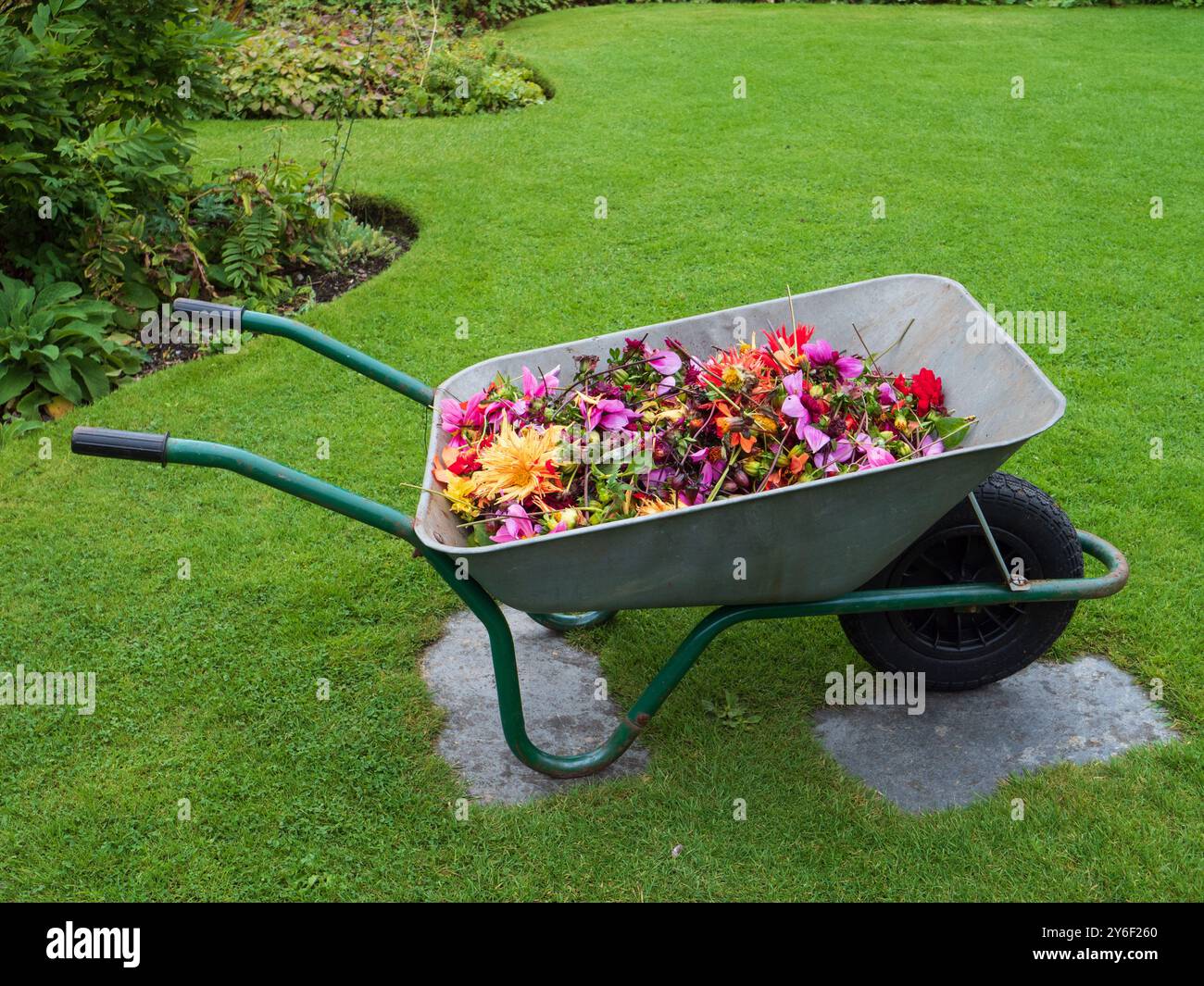 Brouette à la Garden House, Devon, remplie de dahlia dépensé et mort et d'autres fleurs Banque D'Images