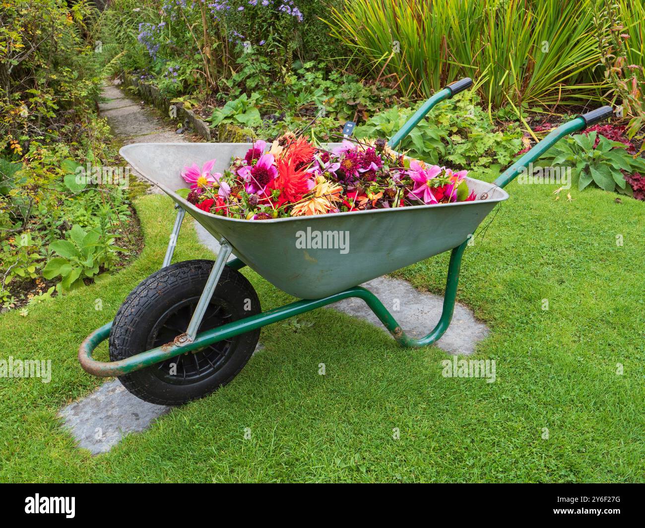 Brouette à la Garden House, Devon, remplie de dahlia dépensé et mort et d'autres fleurs Banque D'Images