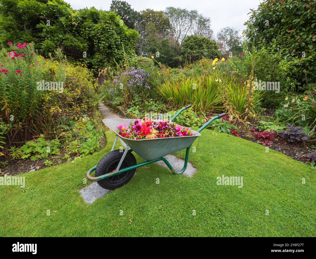 Brouette à la Garden House, Devon, remplie de dahlia dépensé et mort et d'autres fleurs Banque D'Images