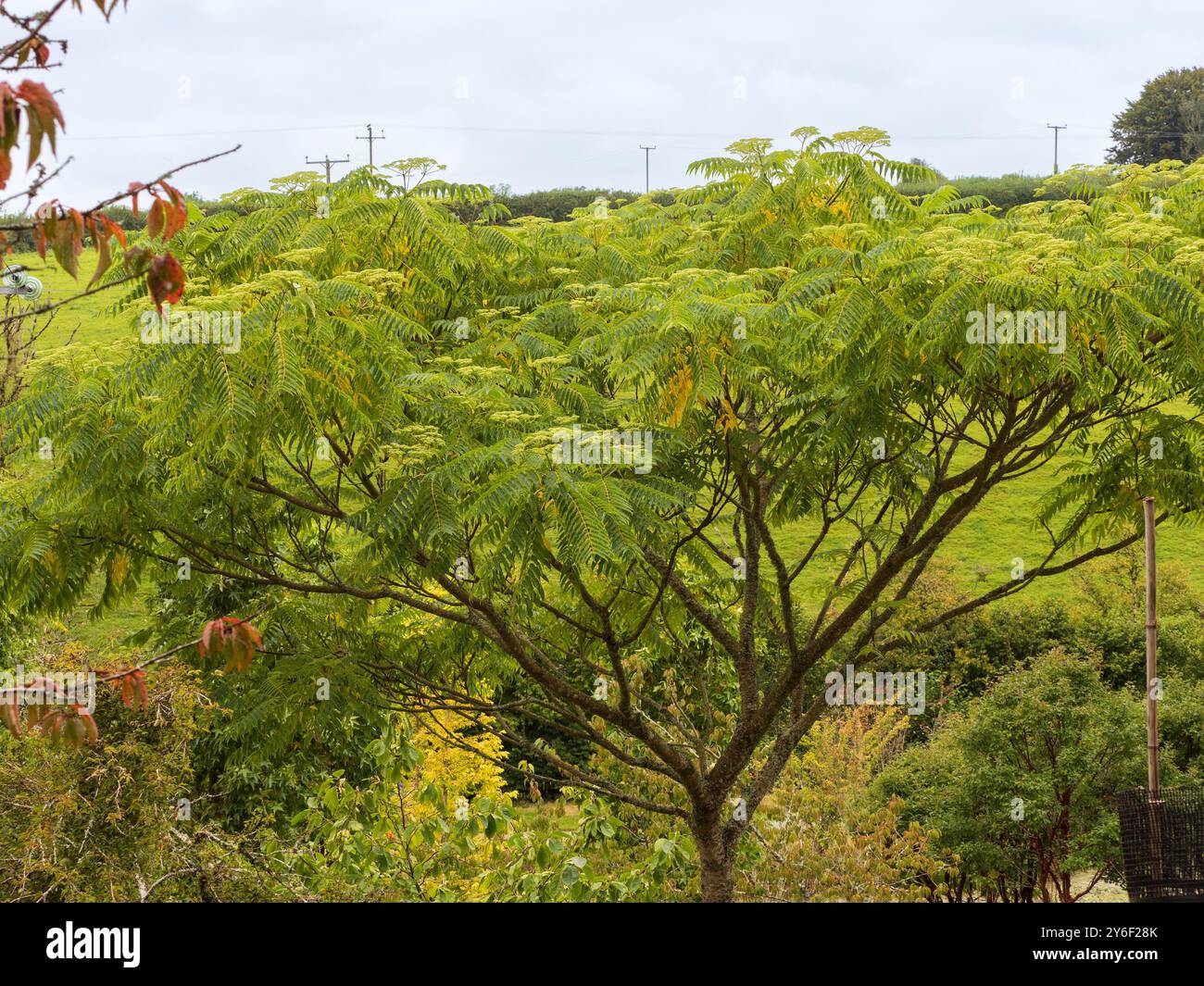 Les feuilles pennées et la fin de l'été fleurs de la moitié hardy prickly ash tree, Zanthoxylum ailanthoides Banque D'Images