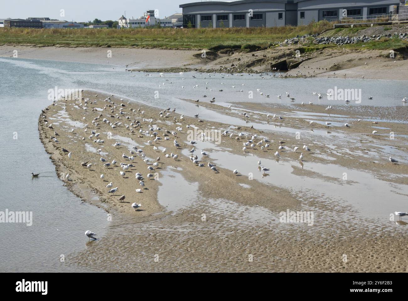 L'estuaire de la rivière Adur à Shoreham dans le Sussex de l'Ouest, Angleterre. Avec de nouveaux entrepôts sur le site de l'aéroport de Brighton City. Marée basse. Oiseaux sur les bancs de boue. Banque D'Images