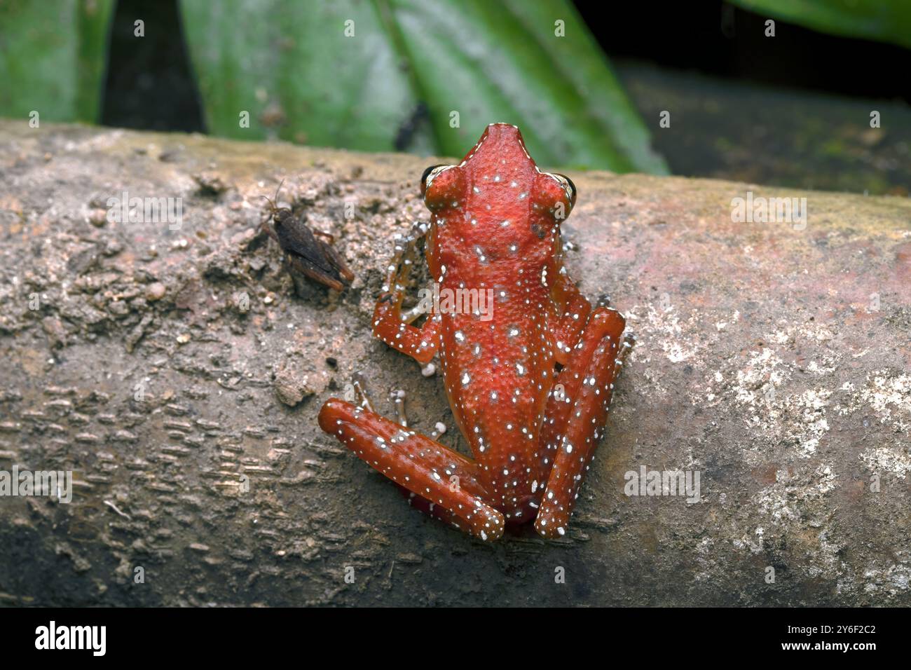 Grenouille arboricole tachetée, Nyctixalus pictus sur une branche Banque D'Images