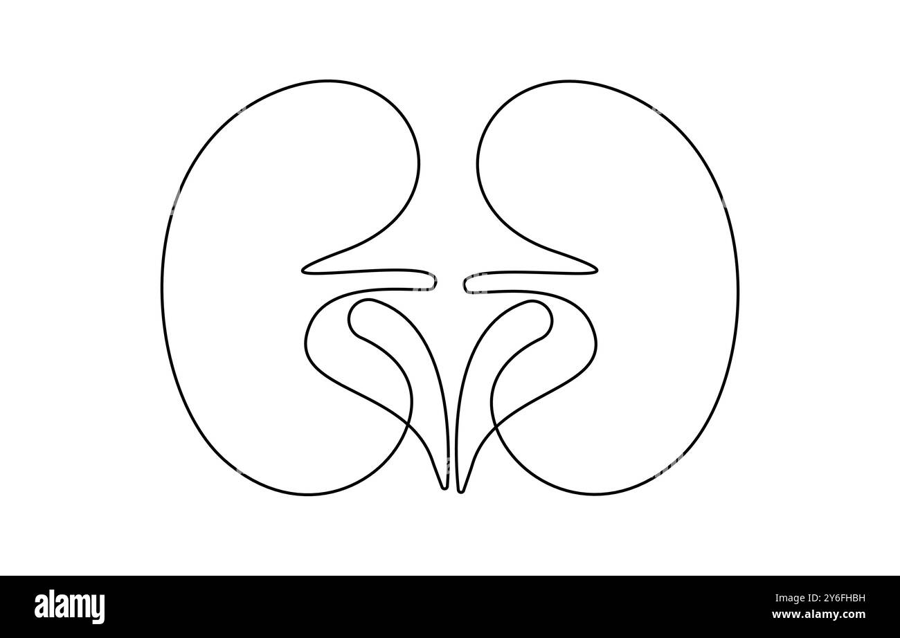 Dessin d'un trait d'organe humain du rein. Reins humains dessin continu d'une ligne Illustration de Vecteur