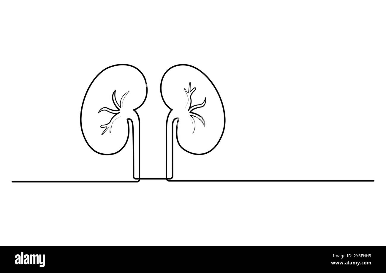 Dessin d'un trait d'organe humain du rein. Reins humains dessin continu d'une ligne Illustration de Vecteur