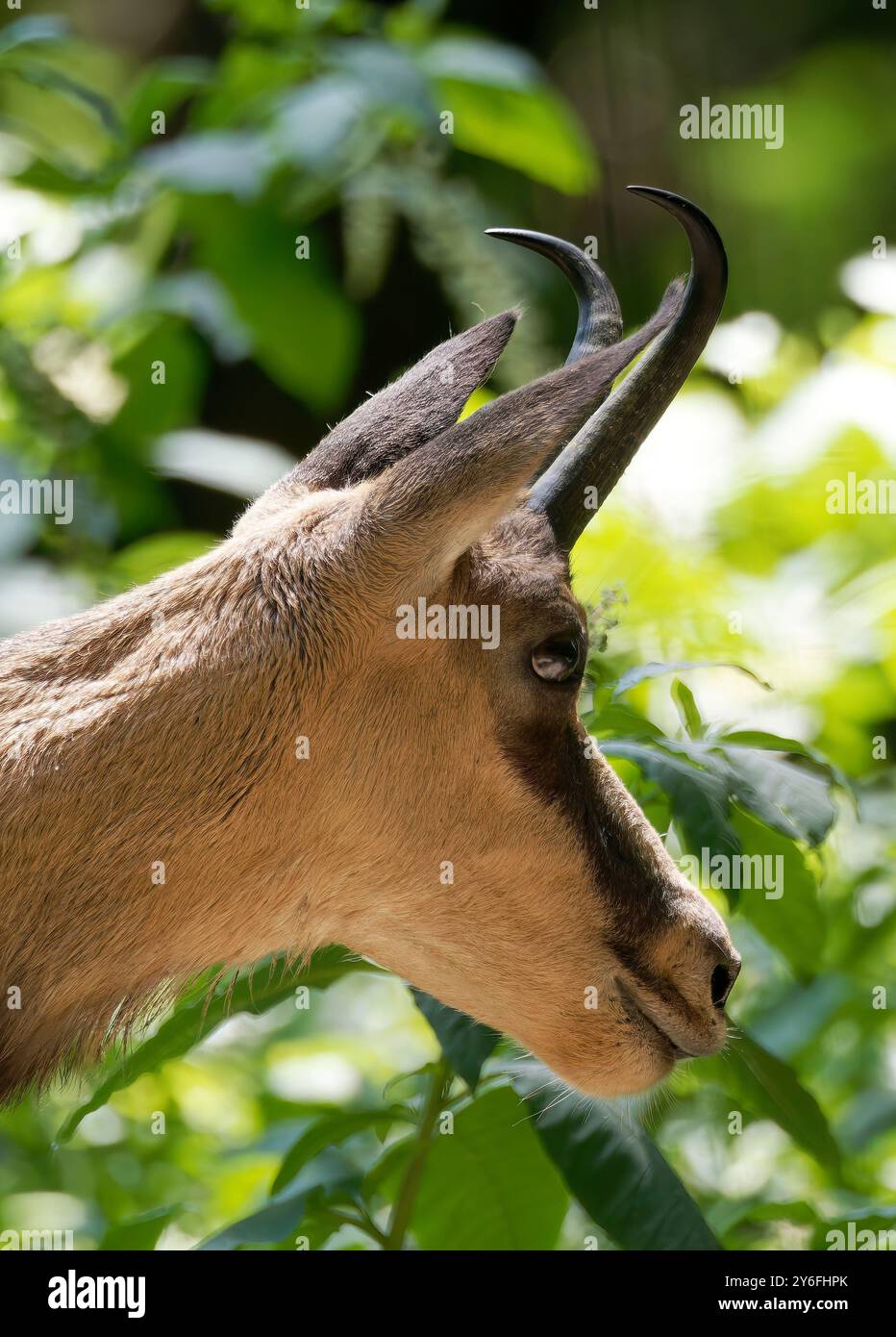 Chamois, chamois alpin, Gämse, chamois, Rupicapra rupicapra, zéro Banque D'Images